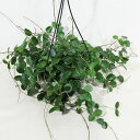 □観葉植物□ホヤ マチルダ 5号吊り鉢植え