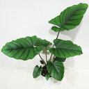 □荒木植物園さんの観葉植物□ 現品販売 ホマロメナ sp.タイランド 5号鉢植え 〈sp.タイランドNo.1〉
