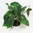 □荒木植物園さんの観葉植物□ 現品販売 アンスリウム クリスタリナム×マグニフィカム 5号鉢植え 〈アンスリウム クリスタリナム×マグニフィカムNo.1〉