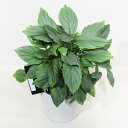 □荒木植物園さんの観葉植物□ 現品販売 ホマロメナ フミリス シルバー 5号鉢植え 〈ホマロメナ フミリス シルバーNo.1〉