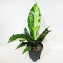 □荒木植物園さんの観葉植物□ 現品販売 アンスリウム フーケリー バリエガータ 7号鉢植え 〈アンスリウム フーケリー バリエガータNo.1〉