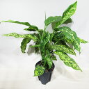 □荒木植物園さんの観葉植物□ 現品販売 ディフェンバキア チーター デヘンバキア チーター 8号鉢植え 〈ディフェンバキア チーターNo.1〉
