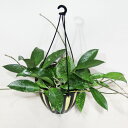□鷲尾園芸さんのホヤ□ 現品 ホヤ guingueuewia Hoya guingueuewia 5号吊り鉢植え 現品販売〈guingueuewia No.1〉