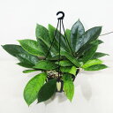 □鷲尾園芸さんのホヤ□ 現品 ホヤ カリストフィラAH003 Hoya callistophylla AH003 5号吊り鉢植え 現品販売〈カリストフィラAH003 No.1〉