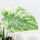 □鷲尾園芸さんのプレミアムアロイド□ 現品 モンステラ ホワイトモンスター Monstera White Monster 3号透明スリット鉢植え 現品販売〈モンステラ ホワイトモンスター No.2〉