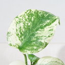 □鷲尾園芸さんのプレミアムアロイド□ 現品 モンステラ ホワイトモンスター Monstera White Monster 3号透明スリット鉢植え 現品販売〈モン...