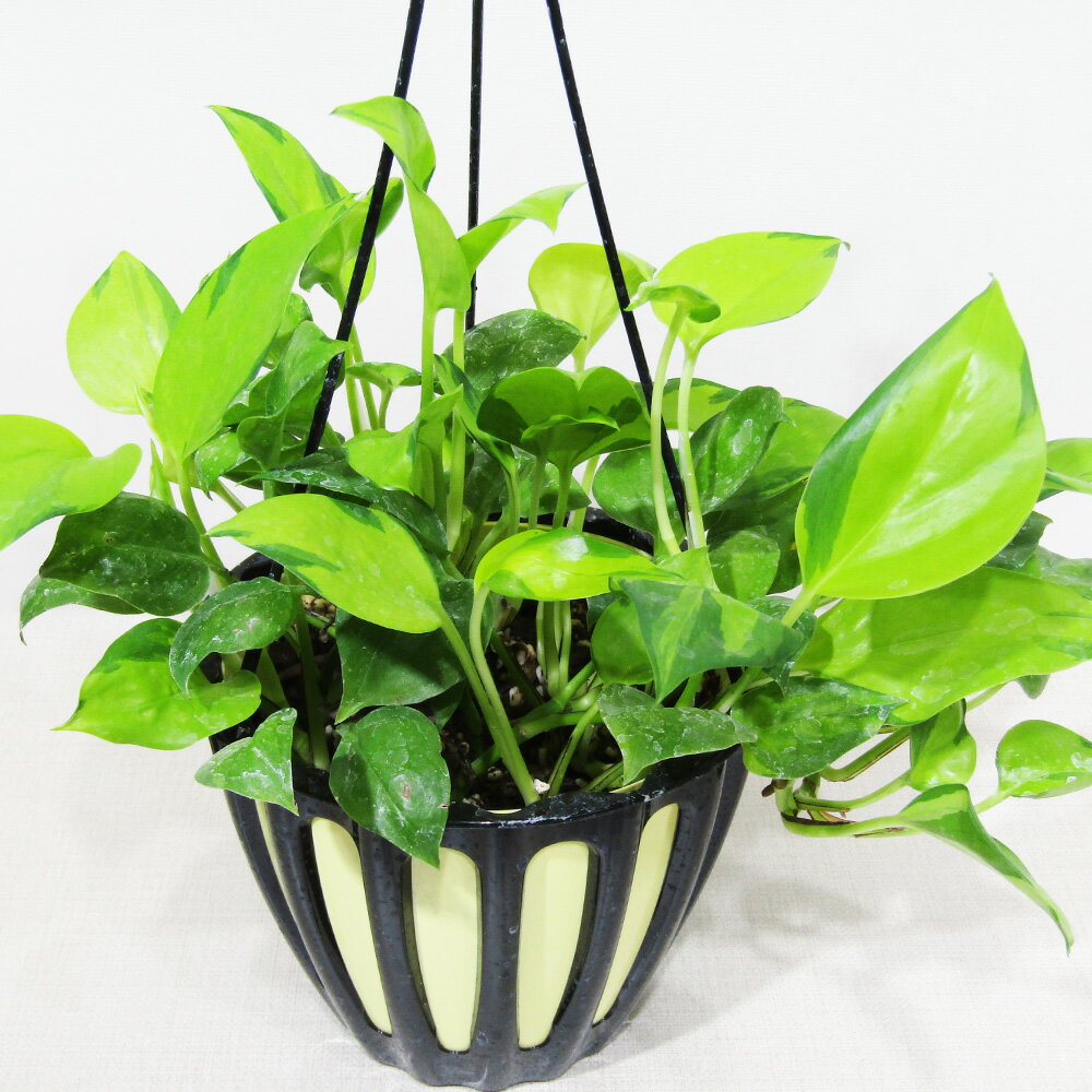 □鷲尾園芸さんのポトス□　現品　ポトス AWファンタジー　5号吊り鉢植え　現品販売〈AWファンタジー No.1〉