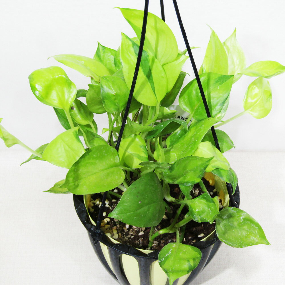 □鷲尾園芸さんのポトス□　現品　ポトス AWファンタジー　5号吊り鉢植え　現品販売〈AWファンタジー No.2〉