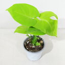 □鷲尾園芸さんのプレミアムアロイド□ 現品 黄金葉モンステラ モンステライエロー Monstera Aurea 4号ポット植え 現品販売〈モンステラ イエロー No.1〉