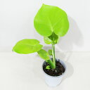 □鷲尾園芸さんのプレミアムアロイド□ 現品 黄金葉モンステラ モンステライエロー Monstera Aurea 4号ポット植え 現品販売〈モンステラ イエロー No.3〉