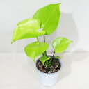 □鷲尾園芸さんのプレミアムアロイド□ 現品 黄金葉モンステラ モンステライエロー Monstera Aurea 4号ポット植え 現品販売〈モンステラ イエロー No.4〉