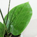 □鷲尾園芸さんのホヤ□ ホヤ スラウェシ Hoya Sulawesi 10cm硬質ポット植え
