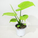 □鷲尾園芸さんのプレミアムアロイド□ 現品 黄金葉モンステラ モンステライエロー Monstera Aurea 4号ポット植え 現品販売〈モンステラ イエロー No.5〉