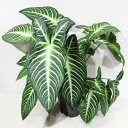 □荒木植物園さんの観葉植物□ 現品販売 キサントソーマ リンデニー 7号鉢植え 〈キサントソーマ リンデニーNo.2〉