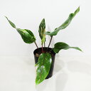 □鷲尾園芸さんのプレミアムアロイド□ 現品 アンスリューム赤斑 アンスリウム赤斑 3.5号ポット植え 現品販売〈アンスリューム赤斑 No.1〉