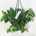 □荒木植物園さんの観葉植物□ 現品販売 マルクグラフィア ウンベラータ Marcgravia umbellata 5号吊り鉢植え 〈マルクグラフィアNo.1〉