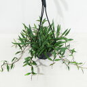 □近藤園芸さんのホヤ□ 現品 ミラビリス スプラッシュ Hoya Mirabilis Splash 4号吊り鉢植え 現品販売〈ミラビリス スプラッシュ No.2〉