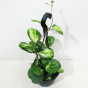 □近藤園芸さんのホヤ□ 現品 ホヤ オボバタ バリエガータ Hoya obovata variegata 5号吊り鉢植え 現品販売〈オボバタ バリエガータ No.1〉