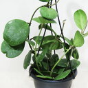 □近藤園芸さんのホヤ□ 現品 ホヤ オボバタ Hoya obovata 5号吊り鉢植え 現品販売〈オボバタ No.1〉
