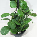 □近藤園芸さんのホヤ□ 現品 ホヤ オボバタ Hoya obovata 5号吊り鉢植え 現品販売〈オボバタ No.2〉