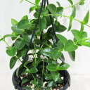 □近藤園芸さんのホヤ□ ホヤ クミンギアナ Hoya cumingiana 5号吊り鉢植え