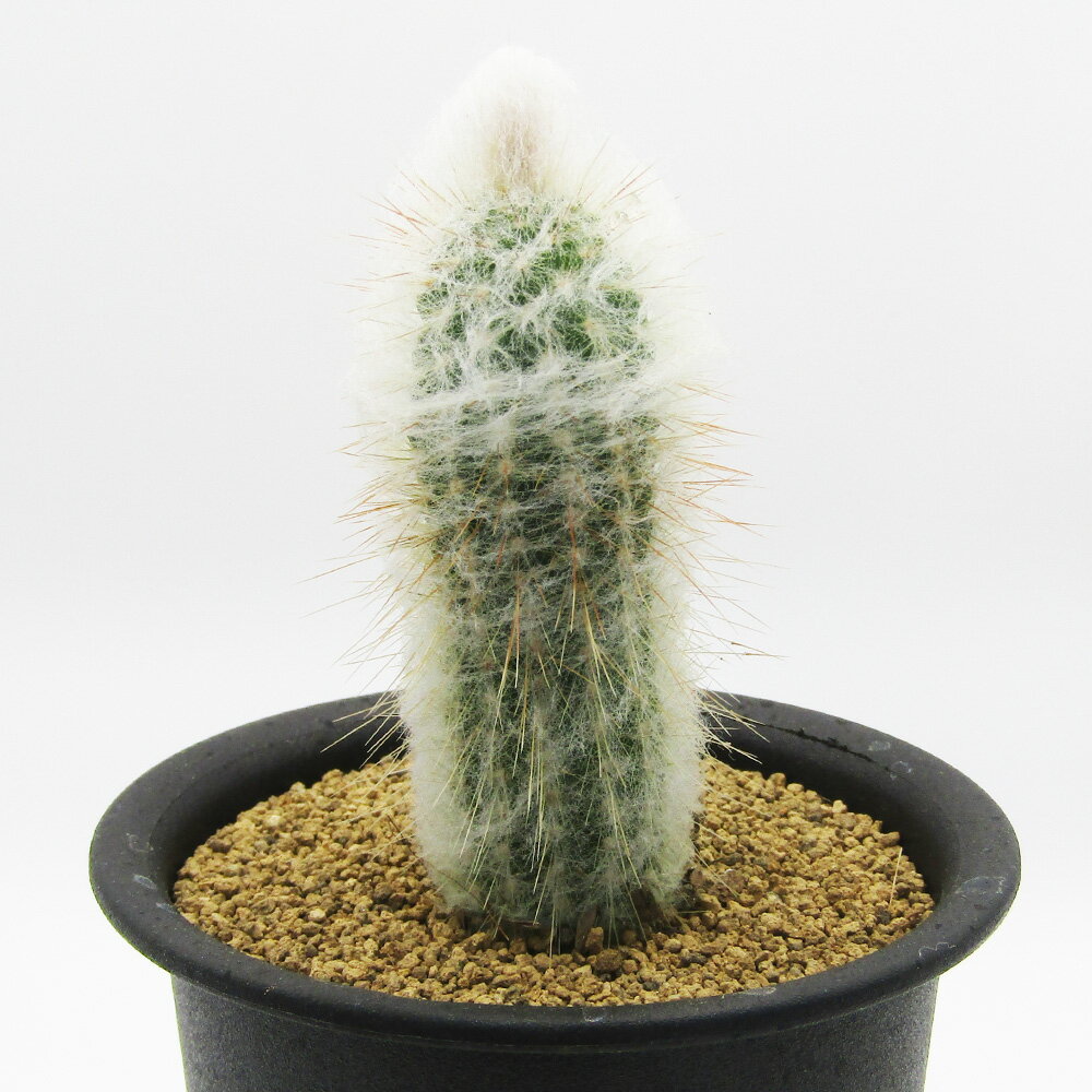 多肉植物フェア　現品販売　カクタス長田　□サボテン□　エスポストプシス　ディボースキー　3号鉢植え