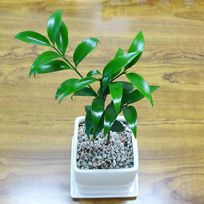 ■観葉植物■《送料無料》ナギ（梛）□9cm陶器鉢植え　受け皿つき【モダン】【トロピカル】【楽ギフ_包装】【楽ギフ_メッセ入力】