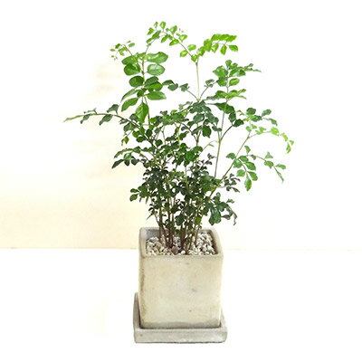 楽天市場 観葉植物 シマトネリコ ８ｃｍスクエア 石材風陶器鉢植え受け皿つき ペットエコ ザガーデン楽天市場店