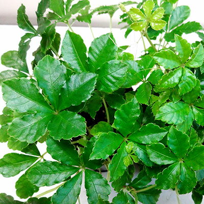 ■観葉植物■ミニ観葉シュガーバイン9cmポット苗