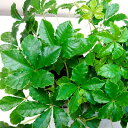 ■観葉植物■ミニ観葉シュガーバイン9cmポット苗