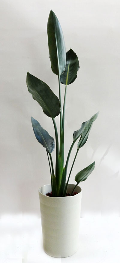 G■観葉植物■ストレリチア レギネ15cm鉢