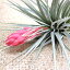■チランジア■ストリクタコットンキャンディー XLサイズTillandsia stricta Cotton Canday