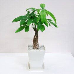 楽天市場 観葉植物 送料無料 パキラ １４ｃｍスタイリッシュプラ鉢ギフトにも九州 北海道 沖縄へのお届けは別途送料が掛かります ペットエコ ザガーデン楽天市場店