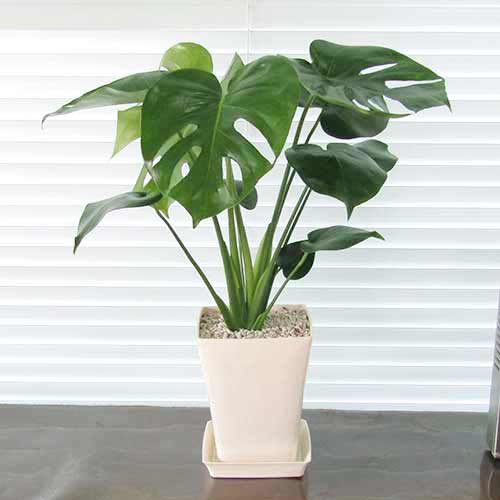 G□観葉植物□【送料無料】 モンステラ □14cmスタイリッシュプラ鉢植え【ギフト対応商品】