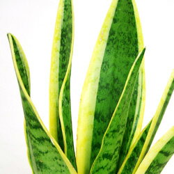 風水に良い運気を上げる観葉植物おすすめ15選 場所や置く方角含めてご紹介 暮らし の 風水に良い運気を上げる観葉植物おすすめ15選 場所や置く方角含めてご紹介 暮らし の
