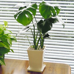 楽天市場 観葉植物 送料無料 モンステラ １４ １６ ５ｃｍ陶器鉢植えホワイト ブラック九州 北海道 沖縄へのお届けは別途送料が掛かります ペットエコ ザガーデン楽天市場店