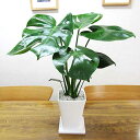 G□観葉植物□【送料無料】モンステラ□14cmスクエア陶器鉢植えホワイト【ギフト対応商品】