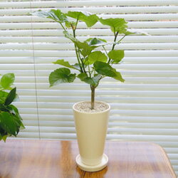 G■観葉植物■【送料無料】ウンベラータ12cm陶器鉢植えホワイト・ブラック【ギフト対応商品】