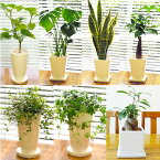 G■観葉植物■【送料無料】スタイリッシュ陶器鉢植え　お好みのを選んで3鉢セット【ギフト対応商品】