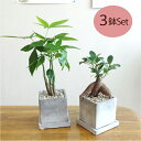 G■観葉植物■【送料無料】お得に3鉢えらべるミニ観葉セット8cmスクエア 石材風陶器鉢植え 受け皿つきパキラ・ガジュマル・シュガーバインペペロミア・ポトス・ワイ...