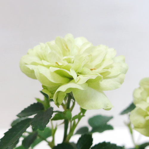 ミニバラ 植物図鑑