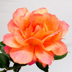 2006年最新品種　開花つぼみ付きバラ■開花つぼみ付き鉢バラ■2006年最新品種ディズニーランド...