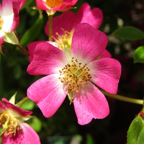 ■バラ■ツルバラ安曇野バラ　一重5号鉢植えのサムネイル