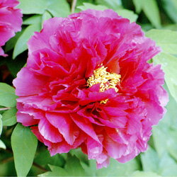 薄紙で作ったような繊細な花。高貴な紫の花色と、中心の黄色いしべとのコントラストが美しい品...