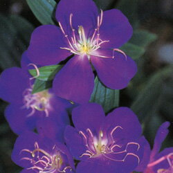 ノボタン　コートダジュール■良品庭木■ノボタン　コートダジュール6号鉢