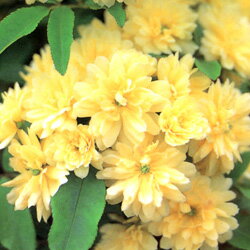 ■良品庭木■モッコウバラ　八重黄色9cmポット苗