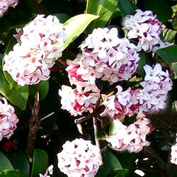 オフシーズン■良品庭木■ジンチョウゲ（沈丁花）斑入り5号ポット