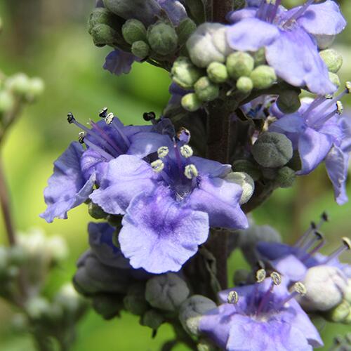 ■季節の花木■西洋ニンジンボク　青花10．5cmポット苗