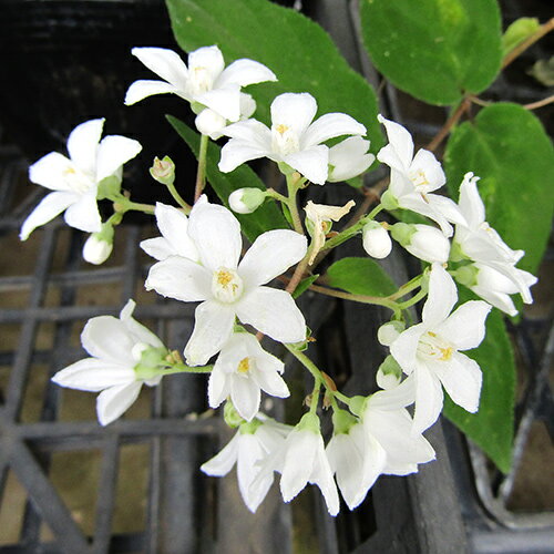 ■良品庭木■花付きの良い　四川ウツギ9cmポット苗のサムネイル