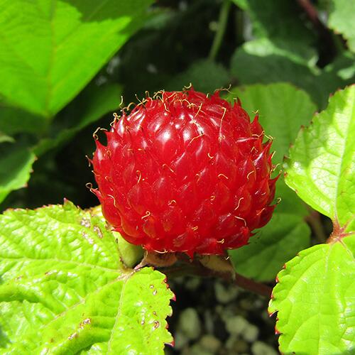 ■良品果樹苗■ラズベリー　レッドドリーム6号プラスチック鉢植えのサムネイル